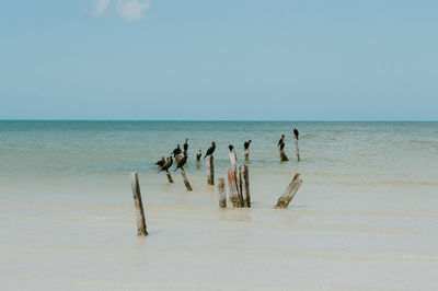 Cormorant birds perching on wooden posts on sea against sky