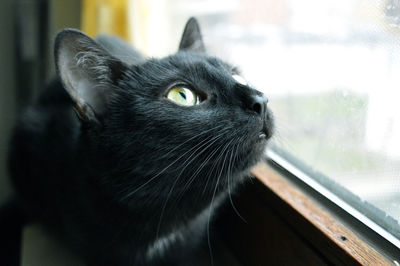 Close-up of cat looking away