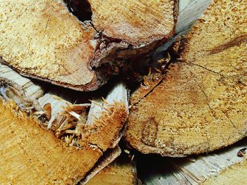 Close-up of tree trunk