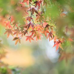 Close-up of maple leaves