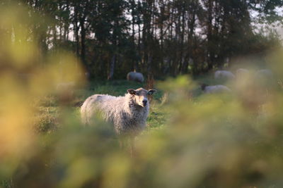 Sheep on grassy field 