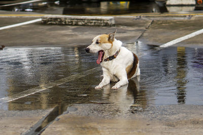 Dog drinking water in lake