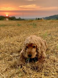 View of dog on field during sunset