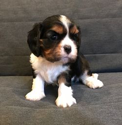 Portrait of puppy sitting on floor