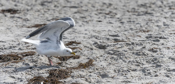 Young seagull is standing in the sand on a dune with blurred background