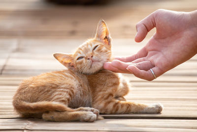 Full length of hand holding cat
