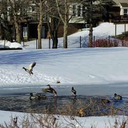 Birds flying over lake during winter