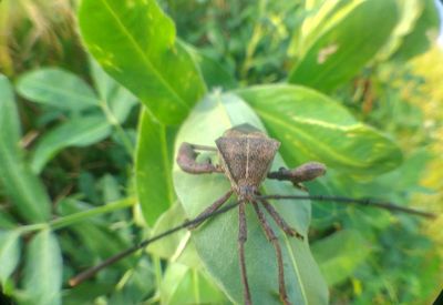 Close-up of insect on plant