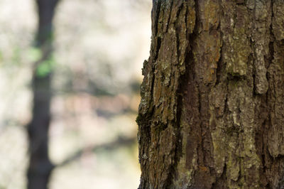 Close-up of tree trunk