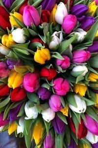 Close-up of colorful tulips