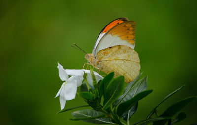 Close-up of butterfly pollinating flower