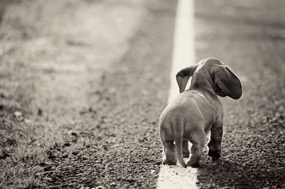 Rear view of dog on road