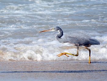 Side view of a bird on beach