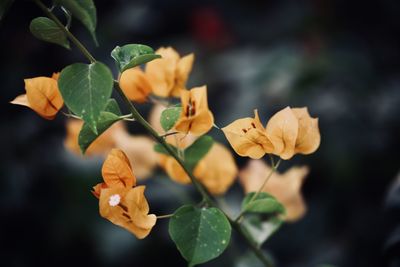 Close-up of flowers blooming outdoors