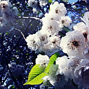 Close-up of white flowers