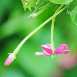 Close-up of pink flowers