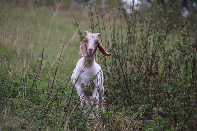 Dog in a field