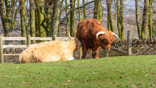 Horses in a field