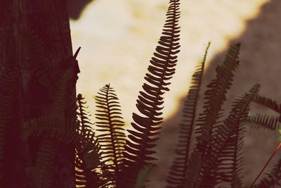 Close-up of fern cactus