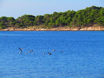 View of birds in lake against clear sky