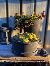 Close-up of potted plant on table