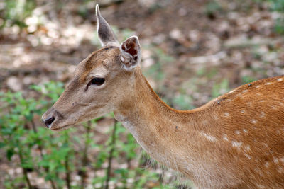 Close-up of giraffe standing outdoors