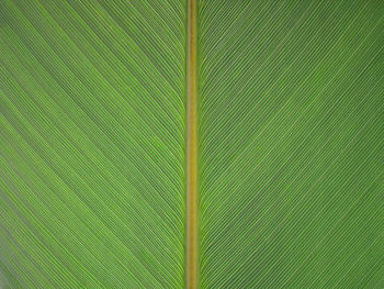 Full frame shot of palm tree