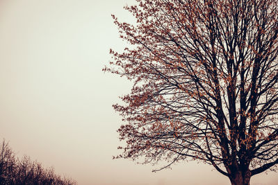 Low angle view of tree against sky