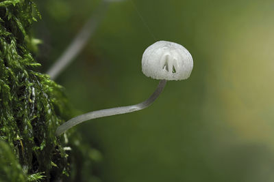 Close-up of white flowering plant