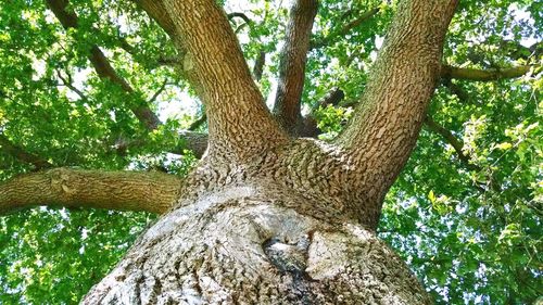 Low angle view of tree trunk