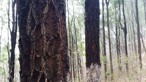 Pine trees in forest