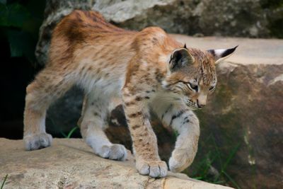 Full length of a lynx looking away