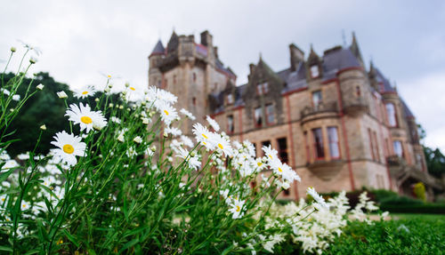 Flowers growing on plant against building