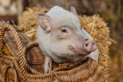 A white mini pig sits in a wicker basket. autumn photo