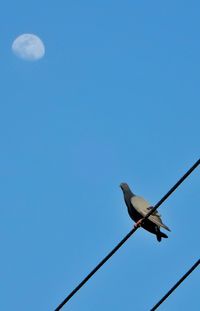 Low angle view of birds perched against clear blue sky