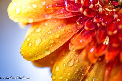 Close-up of water drops on yellow flower