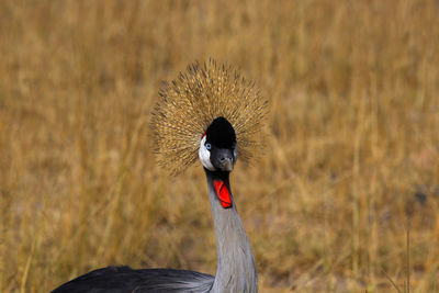 Close-up of a crowned crane on savannah