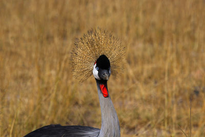 Close-up of a crowned crane on field