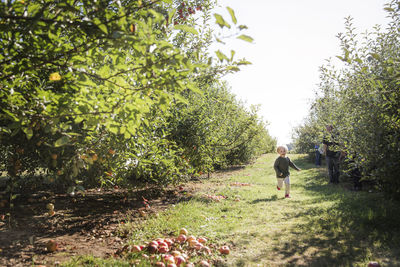 Boy running on field in orchard