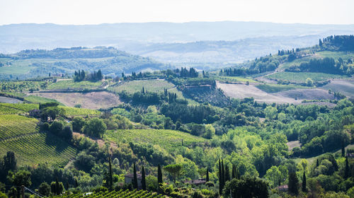 Panoramic view of agricultural field against sky