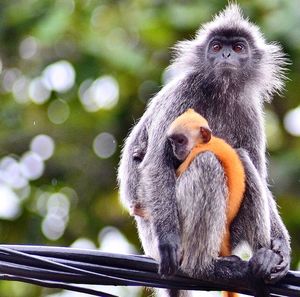 Silvery lutung with infant on power cable