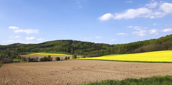 Scenic view of agricultural field against sky