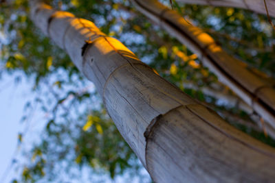 Low angle view of bamboos growing in forest