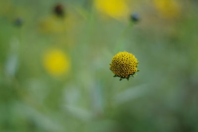 Close-up of yellow flowering plant