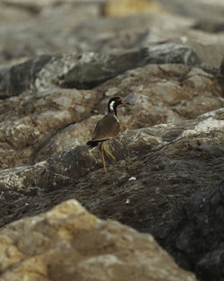 Close-up of bird perching on rock