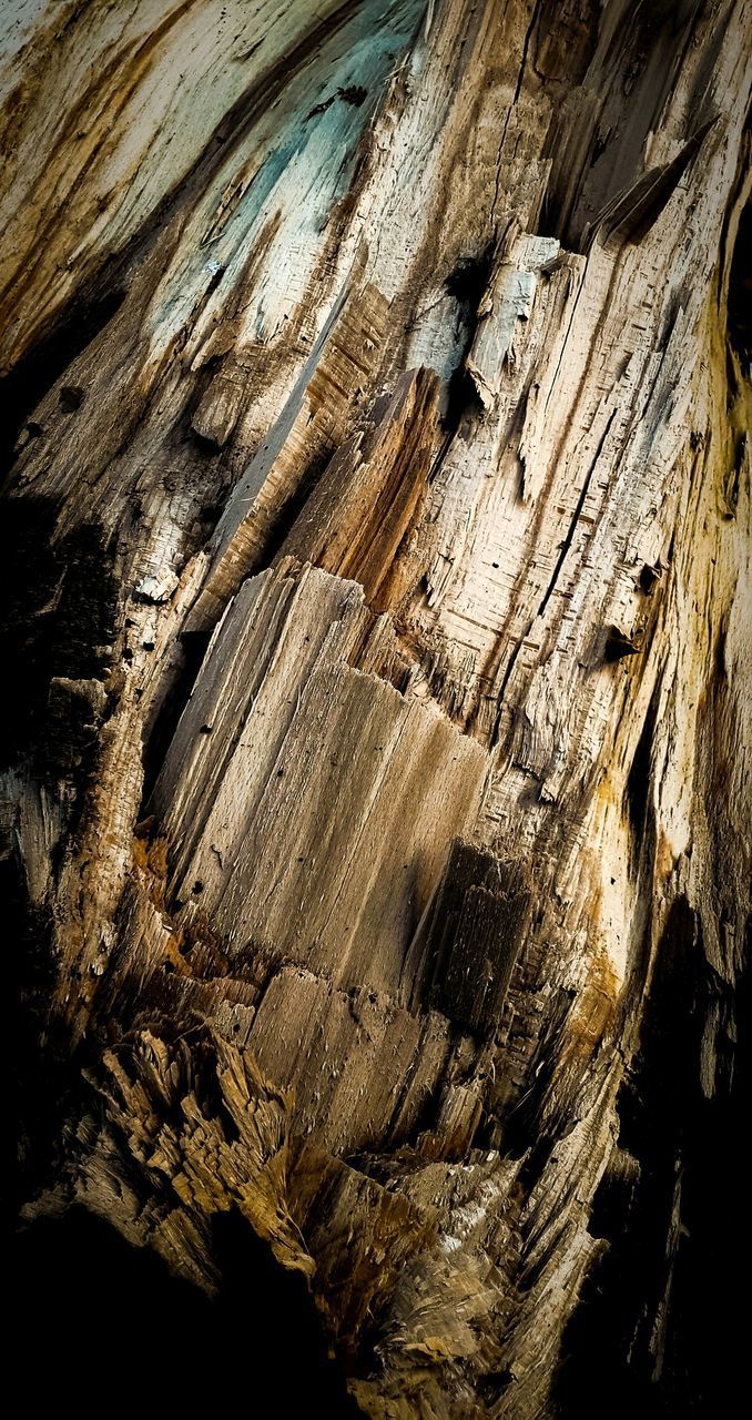 FULL FRAME SHOT OF WOOD WITH TREE