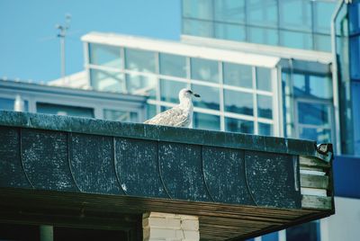 Close-up of seagull perching on built structure against clear sky