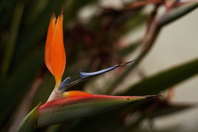 Close-up of orange day