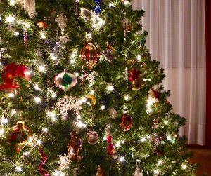 Low angle view of christmas tree