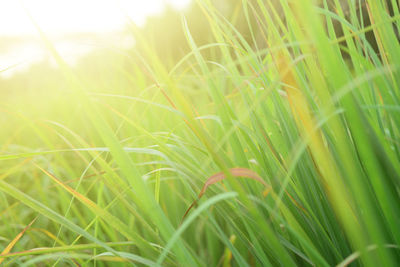 Close-up of crops growing on field